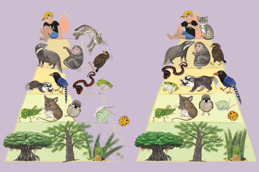 动物的食性环环相扣,维持了一种生态上的平衡,形成稳定的金字塔型供给